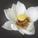 Wild Lotus Florist Website Design and Photograhy, Sutherland Shire, Cronulla,Sydney
